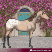 Horse Color:Bay Dun Appaloosa 