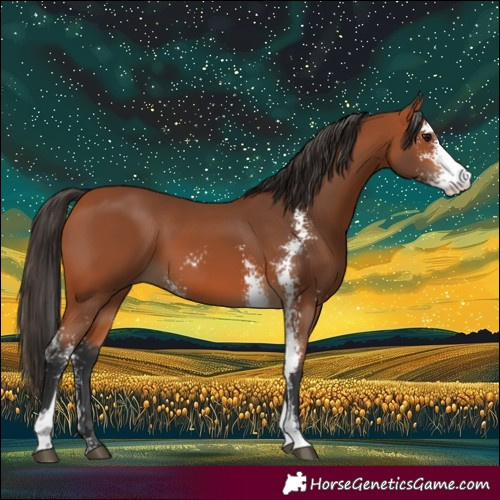 Horse Color:Bay Sabino