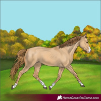 Horse Color:Red Dun Appaloosa 