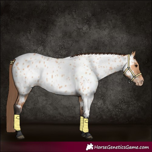 Horse Color:Bay Dun Appaloosa Rabicano 
