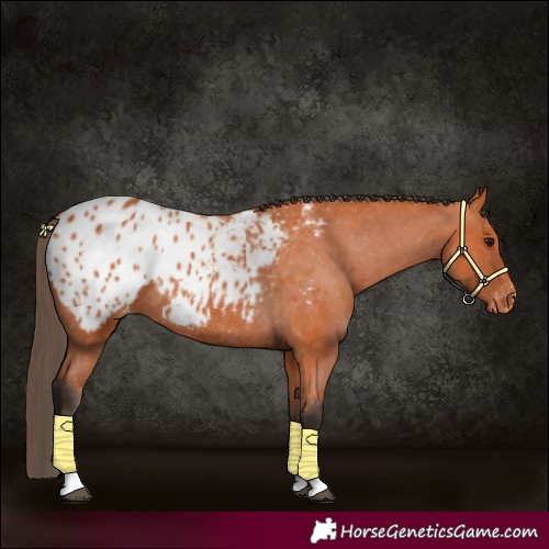 Horse Color:Bay Appaloosa Rabicano