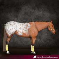 Horse Color:Bay Blanket Rabicano 