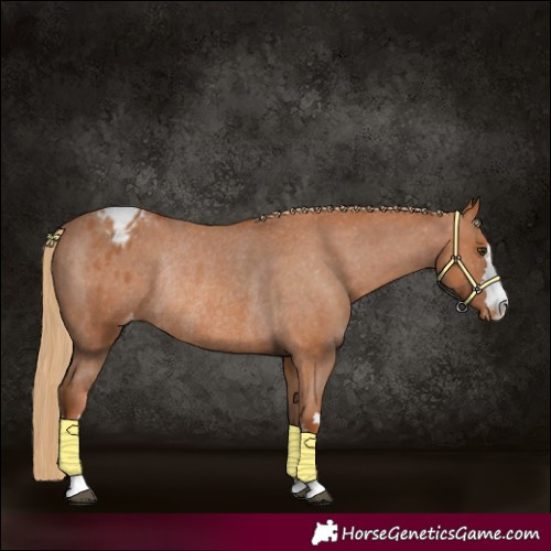 Horse Color:Chestnut Appaloosa Rabicano