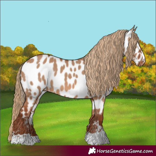 Horse Color:Red Dun Appaloosa