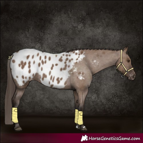 Horse Color:Liver Red Dun Appaloosa