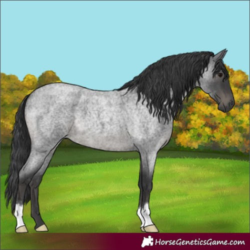 Horse Color:Blue Roan 