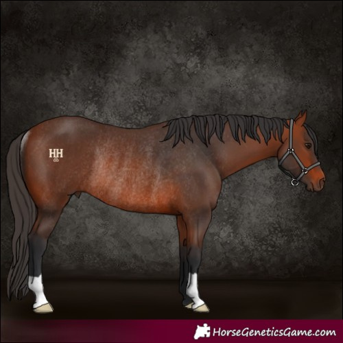 Horse Color:Bay Rabicano 