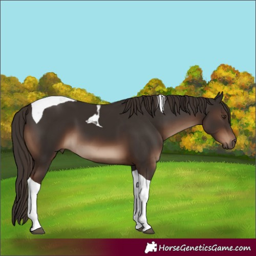 Horse Color:Liver Chestnut Tobiano 