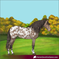 Horse Color:Liver Red Dun Appaloosa and Bay Dun Appaloosa