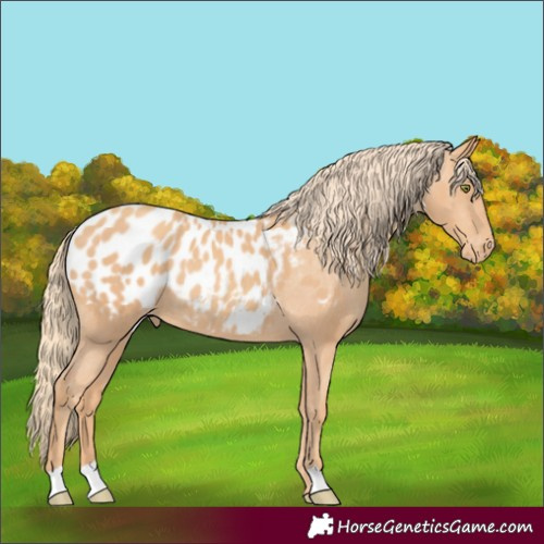 Horse Color:Gold Champagne Appaloosa Rabicano 
