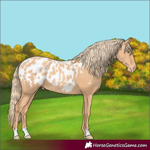 Horse Color:Gold Champagne Appaloosa Rabicano