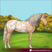 Horse Color:Gold Champagne Appaloosa Rabicano 