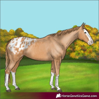 Horse Color:Chestnut Splash Blanket