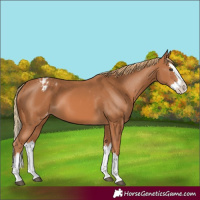 Horse Color:Chestnut Splash Varnish
