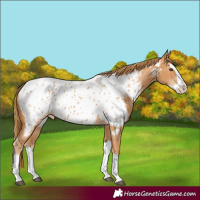 Horse Color:Chestnut Splash Near Leopard