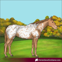 Horse Color:Chestnut Near Leopard 