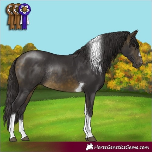 Horse Color:Buckskin Tobiano Rabicano 