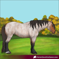 Horse Color:Bay Roan 