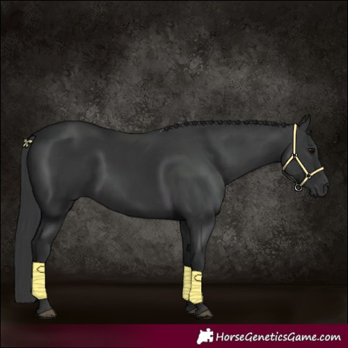 Horse Color:Black 