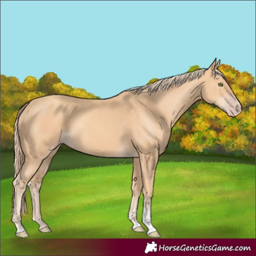Horse Color:Gold Champagne Tobiano 