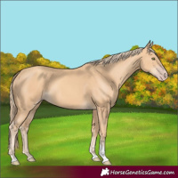 Horse Color:Gold Champagne Tobiano 