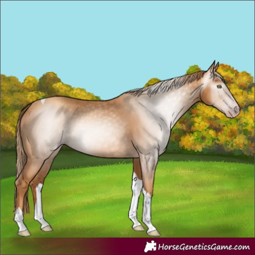 Horse Color:Gray Gold Champagne Tobiano