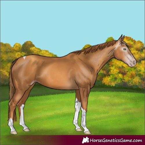 Horse Color:Gray Gold Champagne Tobiano 