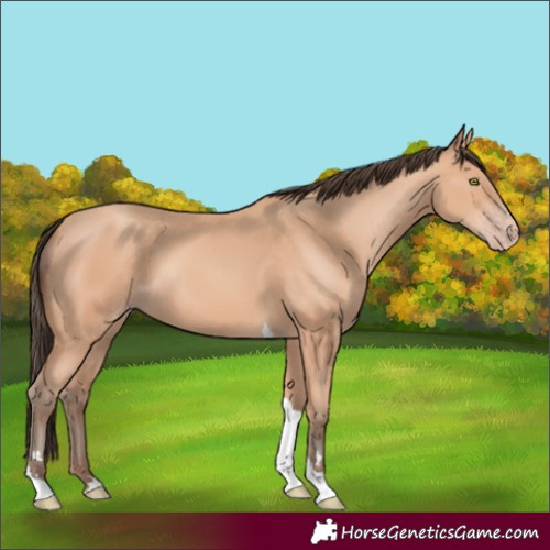 Horse Color:Amber Champagne Tobiano