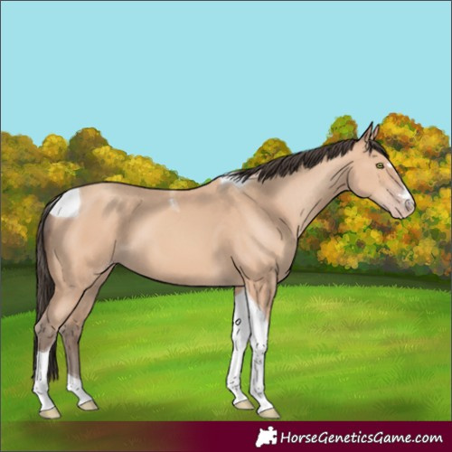 Horse Color:Amber Champagne Tobiano 