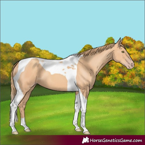 Horse Color:Gold Champagne Tobiano 