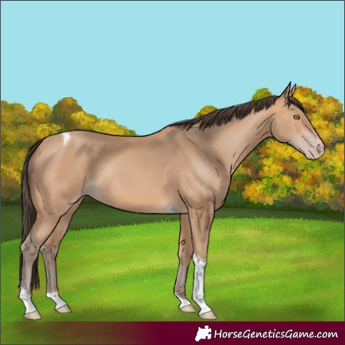 Horse Color:Amber Champagne Tobiano