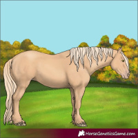 Horse Color:Gold Champagne Rabicano 