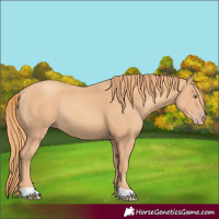 Horse Color:Gold Champagne Rabicano