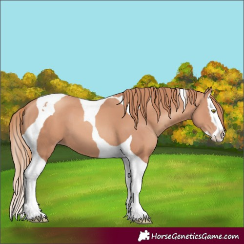 Horse Color:Gold Champagne Splash Tobiano 