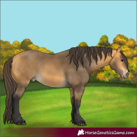 Horse Color:Buckskin 