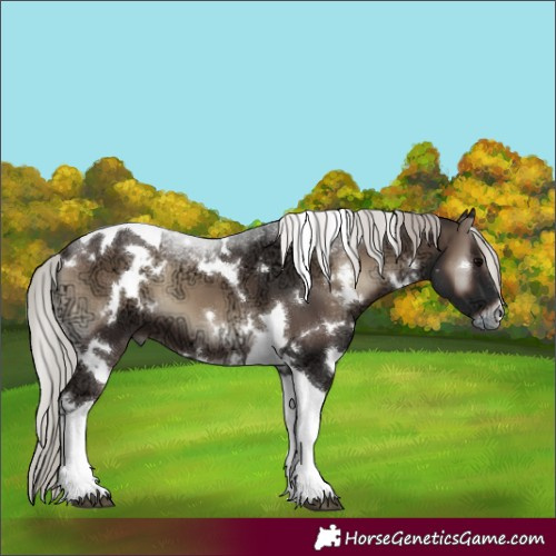Horse Color:White Spotted Silver Blue Onyx Ice Tobiano 