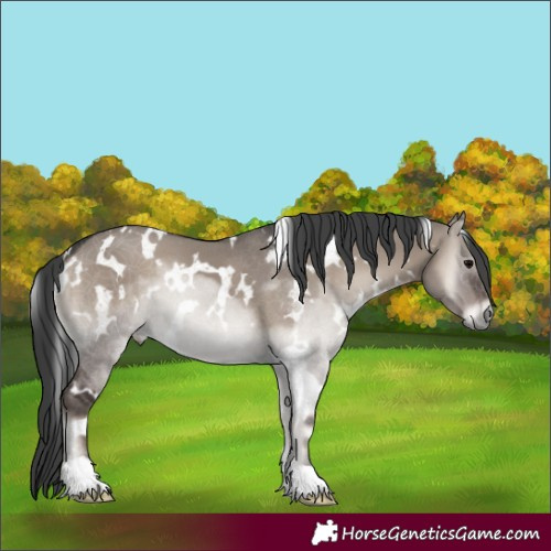 Horse Color:White Spotted Grullo Onyx 