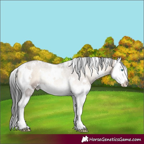 Horse Color:White Spotted Liver Red Dun Onyx Splash 