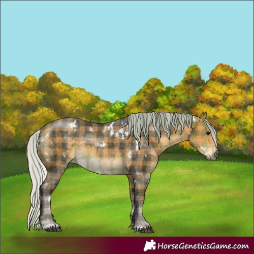 Horse Color:Plaid  White Spotted Silver Buckskin 