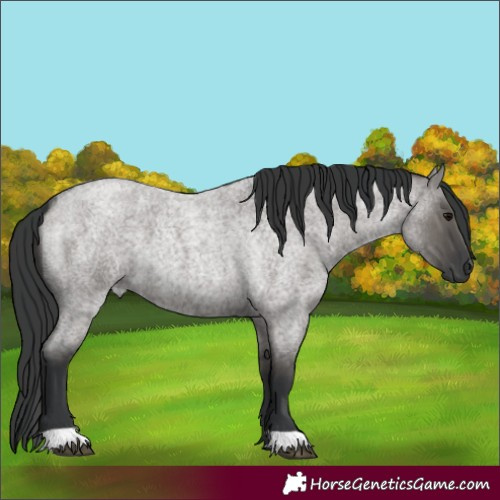 Horse Color:Grullo Roan 