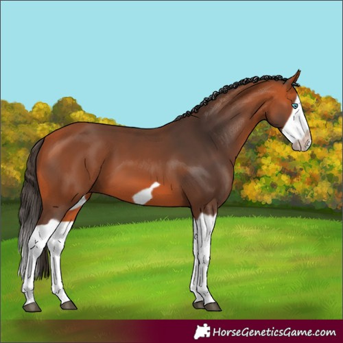 Horse Color:Bay Splash Frame