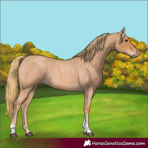 Horse Color:Red Roan Tobiano 
