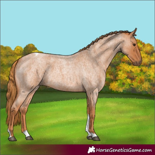 Horse Color:Red Roan Tobiano 