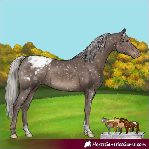 Horse Color:Silver Black Tobiano Appaloosa Rabicano 