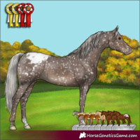 Horse Color:Silver Black Tobiano Appaloosa Rabicano