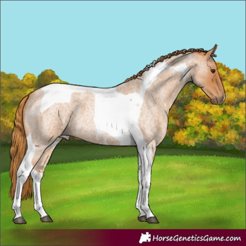 Horse Color:Red Roan Tobiano 