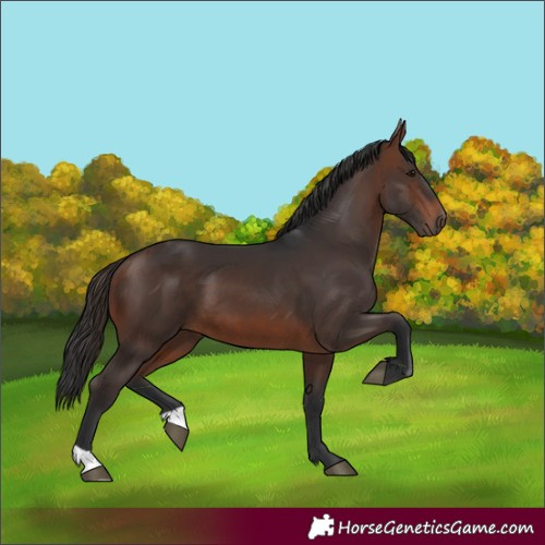 Horse Color:Brown 