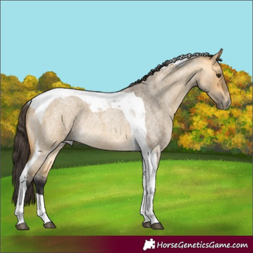 Horse Color:Buckskin Roan Dun Tobiano