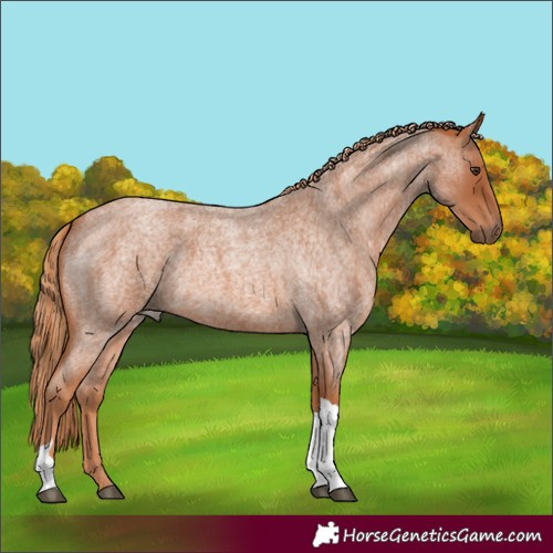 Horse Color:Red Roan Tobiano
