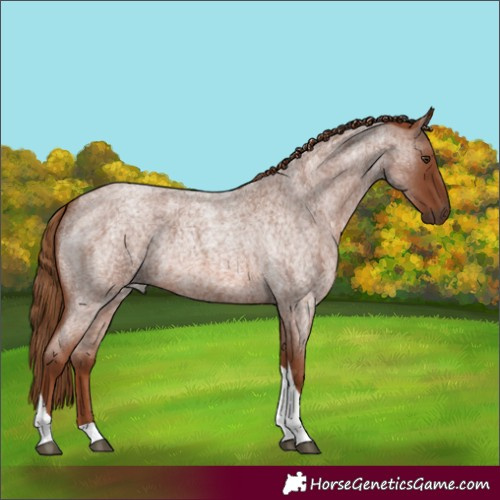 Horse Color:Red Roan Tobiano 